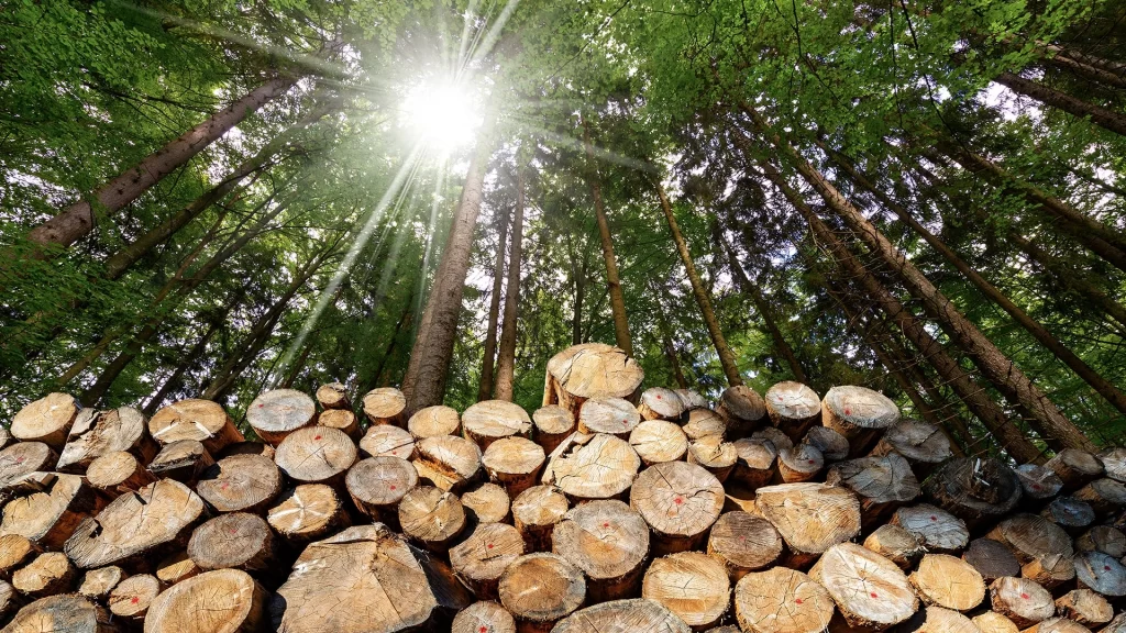 pile of cut down tress in forest, surrounded by tall trees and sun shining